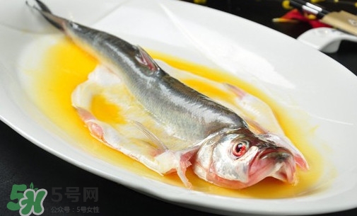 白條魚能長(zhǎng)多大？白條魚可以長(zhǎng)多大？