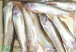 馬口魚怎么吃？馬口魚怎么做好吃？