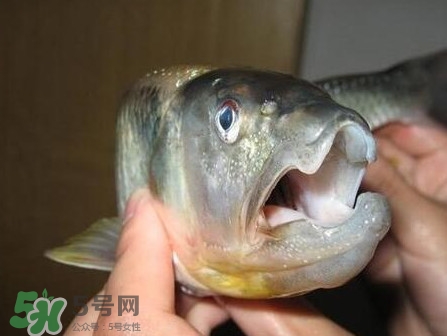 馬口魚怎么釣？馬口魚什么時(shí)候釣最好