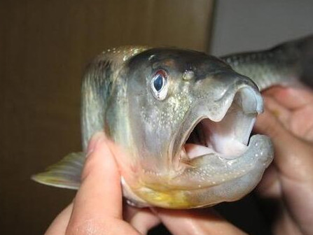 釣馬口魚(yú)用什么餌料？釣馬口魚(yú)用什么打窩？