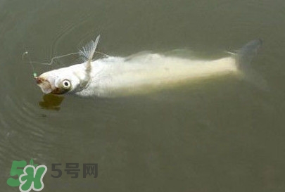 翹嘴魚怎么做好吃？翹嘴魚的做法