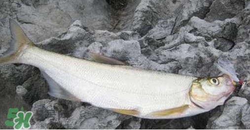 翹嘴魚是什么魚？翹嘴魚是淡水魚嗎