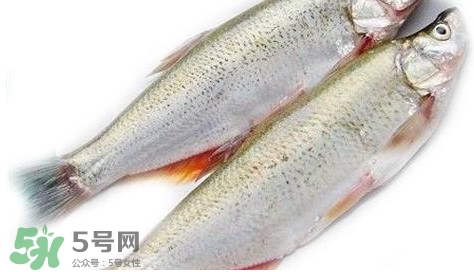 白條魚能長(zhǎng)多大？白條魚可以長(zhǎng)多大？