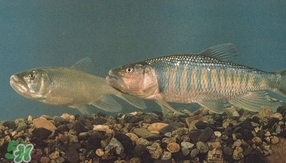 馬口魚是海魚嗎？馬口魚是什么魚