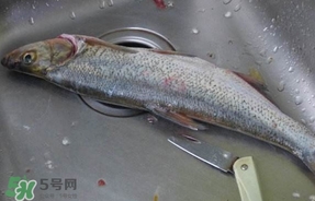 翹殼是什么魚？翹殼魚多少錢一斤2017？
