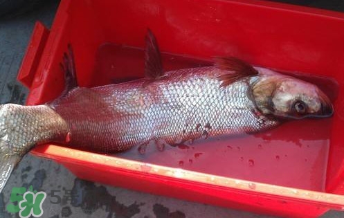 翹殼魚怎么做好吃？翹殼魚刺多嗎