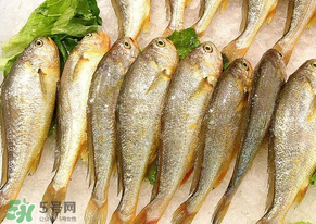 小黃魚長(zhǎng)大后會(huì)不會(huì)變成大黃魚？