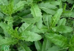 刺兒菜是蒲公英嗎？刺兒菜和蒲公英的區(qū)別