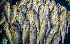 小黃魚多少錢一斤？野生小黃魚多少錢一斤？