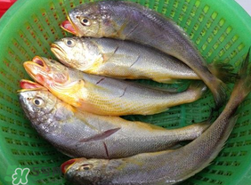 小黃魚可以養(yǎng)殖嗎？小黃魚能人工養(yǎng)殖嗎？