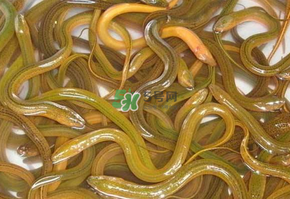 鱔魚可以養(yǎng)多久？鱔魚怎么養(yǎng)？