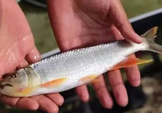 馬口魚能長多大？馬口魚最大能長多長？
