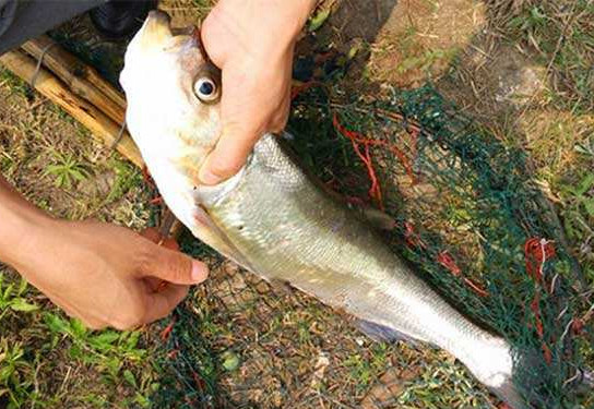 翹嘴魚是白條嗎？翹嘴魚和白條的區(qū)別
