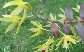 石斛花什么時候采摘？石斛花泡水喝有什么功效