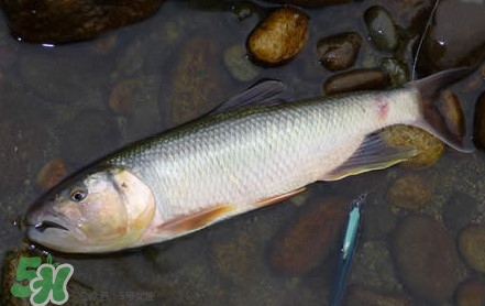 馬口魚是海魚嗎？馬口魚是什么魚