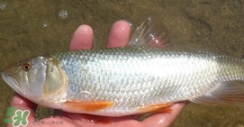 馬口魚喜歡吃什么？馬口魚一般生長在什么地方