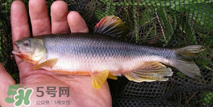 馬口魚是海魚嗎？馬口魚是什么魚