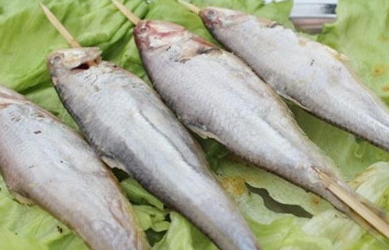 釣馬口魚(yú)用什么餌料？釣馬口魚(yú)用什么打窩？