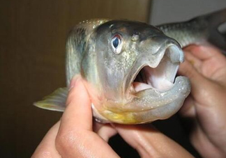 馬口魚怎么釣？馬口魚什么時候釣最好