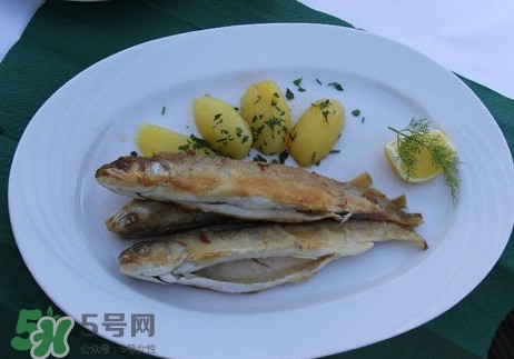 馬口魚能長多大？馬口魚最大能長多長？