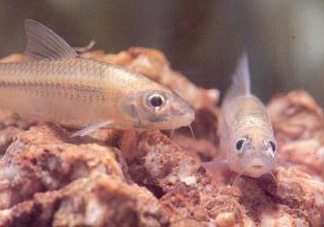 馬口魚能養(yǎng)殖嗎？馬口魚怎么養(yǎng)？