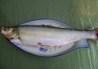 釣翹嘴魚用什么餌料好？翹嘴魚什么時候好釣