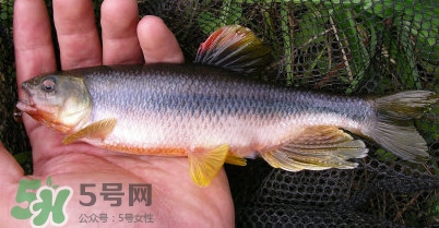 馬口魚多少錢一斤2017？野生馬口魚多少錢一斤？