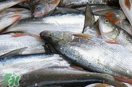 馬口魚怎么釣？馬口魚什么時(shí)候釣最好