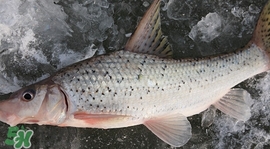 釣翹嘴魚用什么餌料好？翹嘴魚什么時候好釣