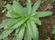 刺兒菜是蒲公英嗎？刺兒菜和蒲公英的區(qū)別