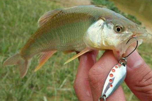 釣馬口魚(yú)用什么餌料？釣馬口魚(yú)用什么打窩？