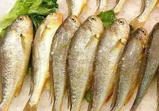 小黃魚可以養(yǎng)殖嗎？小黃魚能人工養(yǎng)殖嗎？