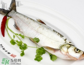 白條魚能長(zhǎng)多大？白條魚可以長(zhǎng)多大？