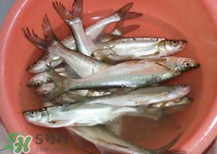翹殼是什么魚？翹殼魚多少錢一斤2017？