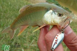 馬口魚怎么吃？馬口魚怎么做好吃？