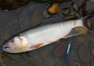 馬口魚多少錢一斤2017？野生馬口魚多少錢一斤？