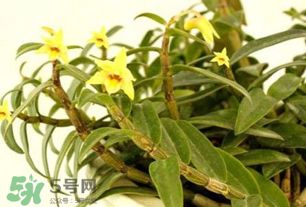 鐵皮石斛花多少錢一斤2017？石斛花多少錢一斤