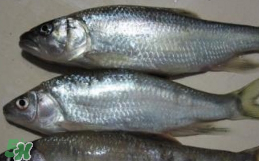 馬口魚喜歡吃什么？馬口魚一般生長在什么地方