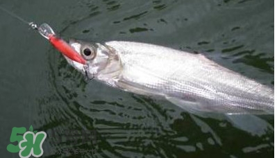 翹嘴魚多少錢一斤2017？翹嘴魚價格
