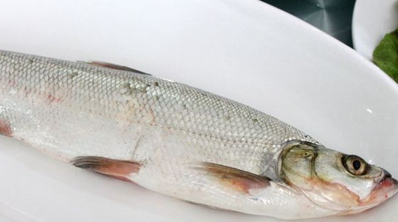 翹嘴魚是白條嗎？翹嘴魚和白條的區(qū)別