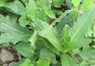 刺兒菜是蒲公英嗎？刺兒菜和蒲公英的區(qū)別