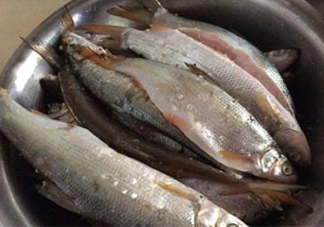 孕婦可以吃白條魚嗎？白條魚孕婦能吃嗎？