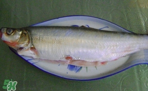 翹嘴魚怎么做好吃？翹嘴魚的做法