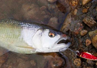 釣馬口魚用什么餌料？釣馬口魚用什么打窩？