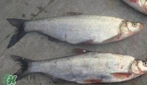 翹嘴魚是什么魚？翹嘴魚是淡水魚嗎