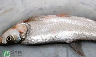 翹嘴魚是什么魚？翹嘴魚是淡水魚嗎