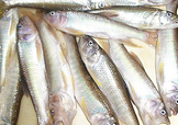 馬口魚怎么吃？馬口魚怎么做好吃？