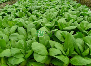 7月份種什么蔬菜？七月份適合種植哪些蔬菜？