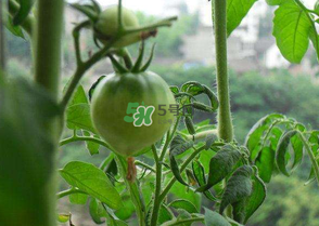 7月份種什么蔬菜？七月份適合種植哪些蔬菜？