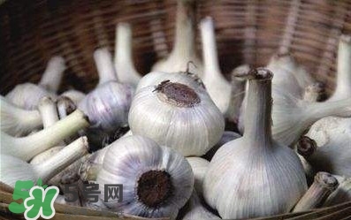 新蒜頭怎么保存不發(fā)芽？新蒜頭怎么存放